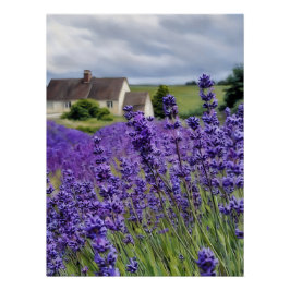 Lavendelträume Poster