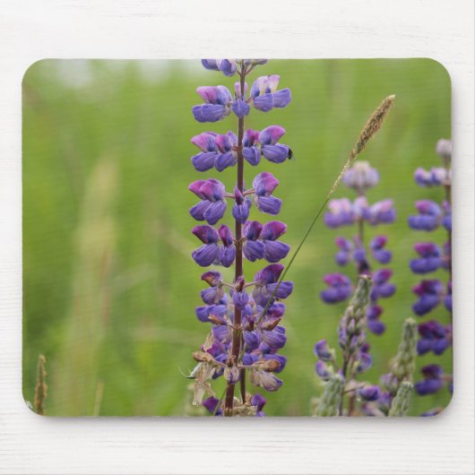 Lavender Alaskan Lupines Mousepad (Vorne)