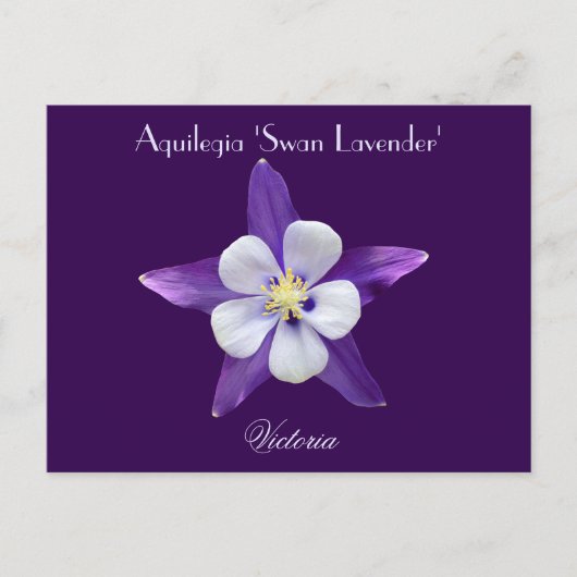 Lavender Aquilegia Columbine Postcard Postkarte (Vorderseite)