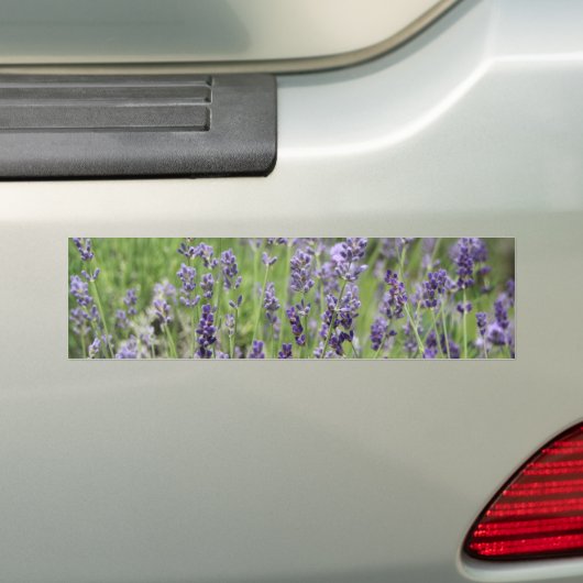 Lavender Autoaufkleber (Auf Auto)
