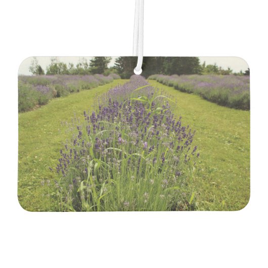 Lavender  autolufterfrischer (Rückseite)
