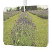 Lavender  autolufterfrischer (Links)