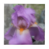 Lavender Bearded Iris Blume Nature Fliese (Vorderseite)
