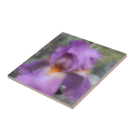 Lavender Bearded Iris Blume Nature Fliese (Seite)