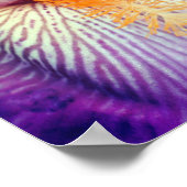 Lavender Bearded Iris Blume Petal Nah Poster (Ecke)
