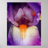 Lavender Bearded Iris Blume Petal Nah Poster (Vorne)