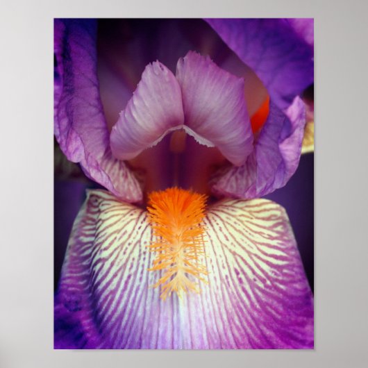 Lavender Bearded Iris Blume Petal Nah Poster (Vorne)