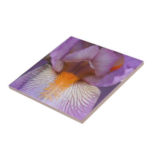 Lavender Bearded Iris Blume Petals Nature Fliese (Seite)