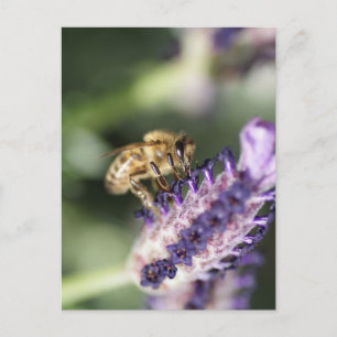 Lavender Bee Postkarte