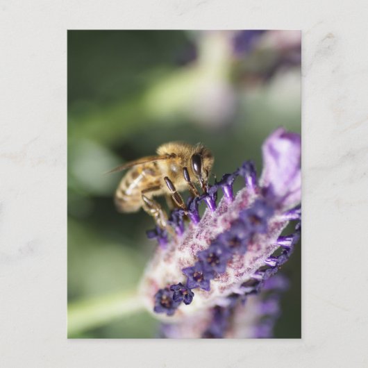 Lavender Bee Postkarte (Vorderseite)