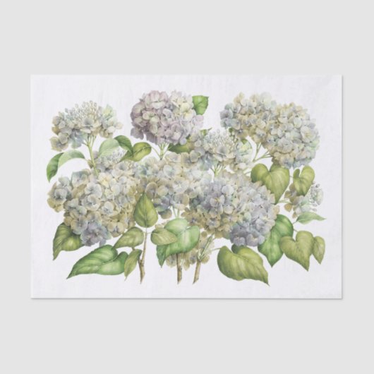 Lavender Blue Hydrangea Botanischer Blumenstrauß Seidenpapier (Vorderseite)