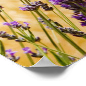 Lavender Blume in einem Gebiet, Provinz Siena, Poster (Ecke)