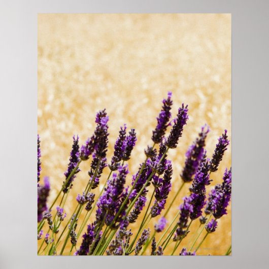 Lavender Blume in einem Gebiet, Provinz Siena, Poster (Vorne)