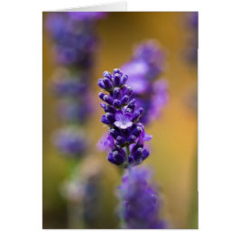 Lavender Blume Makrofotografie