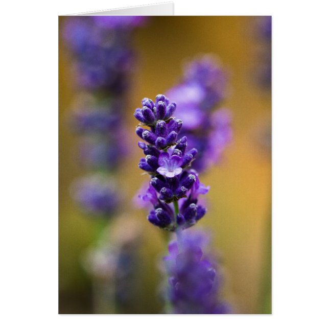 Lavender Blume Makrofotografie (Vorne)