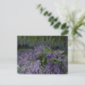 Lavender Bunches Postkarte (Stehend Vorderseite)