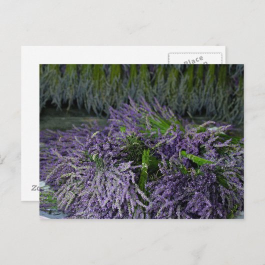 Lavender Bunches Postkarte (Vorne/Hinten)