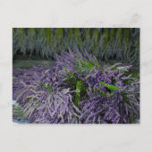 Lavender Bunches Postkarte (Vorderseite)