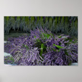 Lavender Bundles Poster (Vorne)