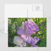 Lavender Campunella Bell Blume Postkarte (Vorne/Hinten)