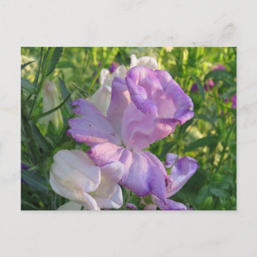 Lavender Campunella Bell Blume Postkarte (Vorderseite)
