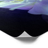 Lavender Clematis Blume in Trellis Poster (Ecke)