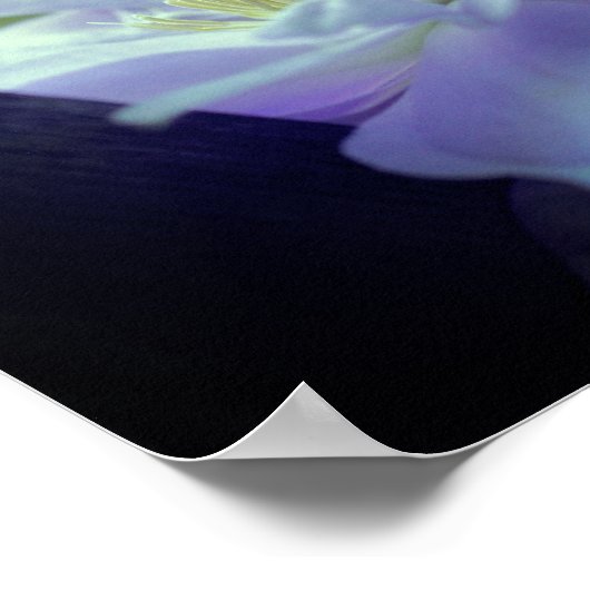 Lavender Clematis Blume in Trellis Poster (Ecke)