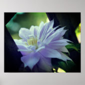 Lavender Clematis Blume in Trellis Poster (Vorne)