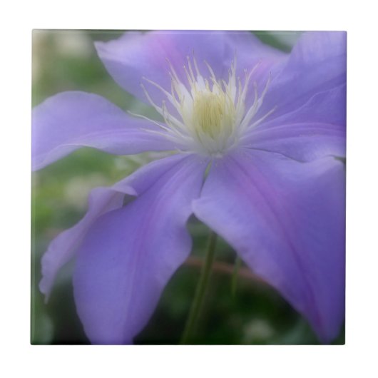 Lavender Clematis Blume Nature Fliese (Vorderseite)