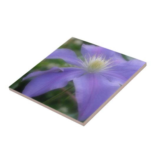 Lavender Clematis Blume Nature Fliese (Seite)