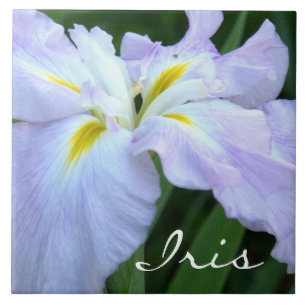 Lavender Colored Iris (Foto) Fliese
