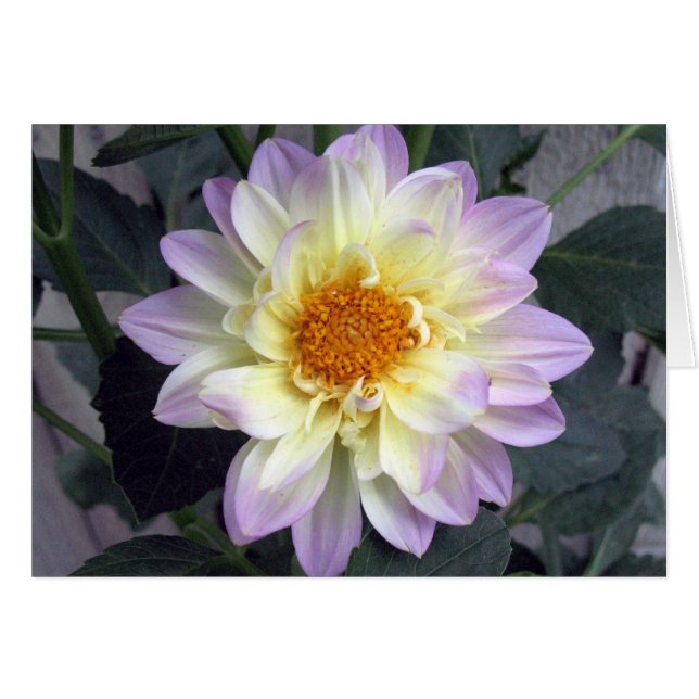 Lavender Creme Dahlia (Vorderseite (Horizontal))