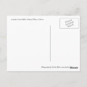 Lavender Creme Dahlia Postkarte (Rückseite)