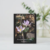 Lavender Crocus Postkarte (Stehend Vorderseite)