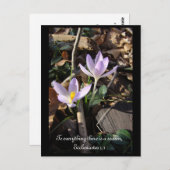 Lavender Crocus Postkarte (Vorne/Hinten)