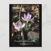 Lavender Crocus Postkarte (Vorderseite)