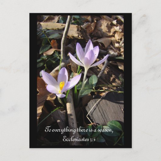 Lavender Crocus Postkarte (Vorderseite)