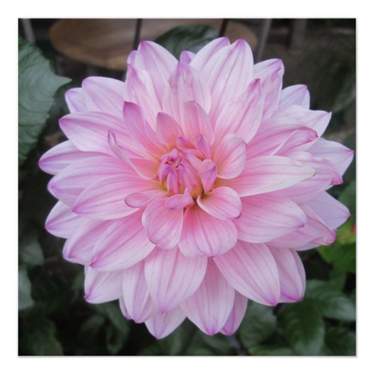 Lavender Dahlia Blume Poster (Vorderseite)