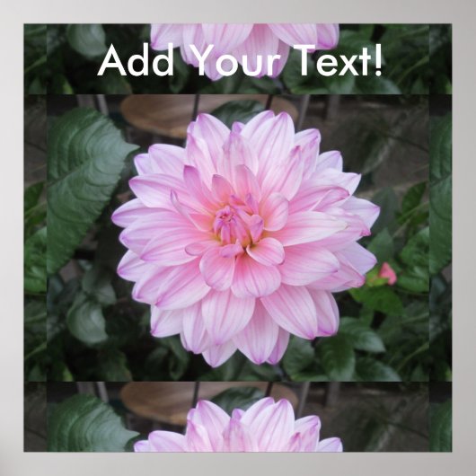 Lavender Dahlia Blume Poster (Vorne)
