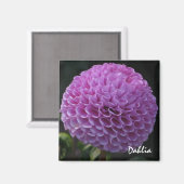 Lavender Dahlia Magnet (Vorderseite/Rückseite)