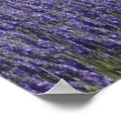 Lavender Days Poster (Ecke)