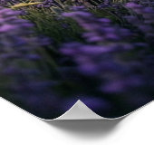 Lavender Deer Twilight Field Poster (Ecke)