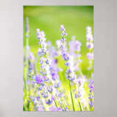 Lavender Dream Poster (Vorne)