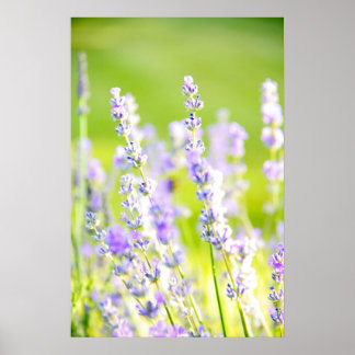 Lavender Dream Poster
