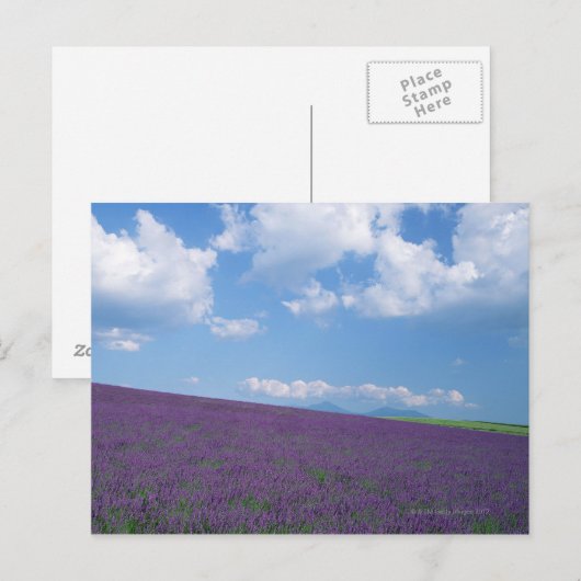 Lavender Field 3 Postkarte (Vorne/Hinten)