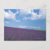 Lavender Field 3 Postkarte (Vorderseite)