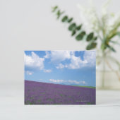 Lavender Field 3 Postkarte (Stehend Vorderseite)