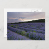 Lavender field at sunset postkarte (Vorne/Hinten)