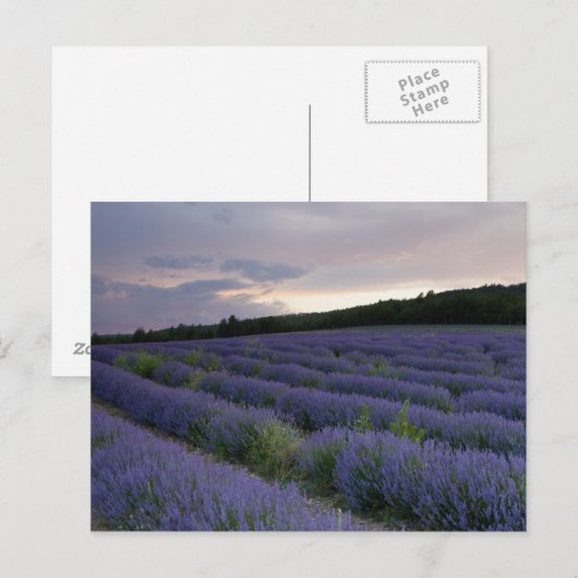 Lavender field at sunset postkarte (Vorne/Hinten)