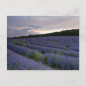 Lavender field at sunset postkarte (Vorderseite)